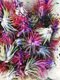 High angle view of pink flowers on display at market