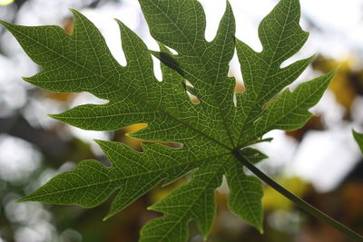 Close-up of plant