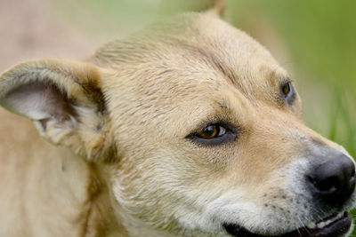 Eyes of a mixed breed staffy dog