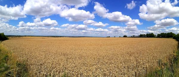 Scenic view of agricultural field against sky