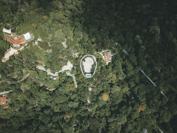 High angle view of plants