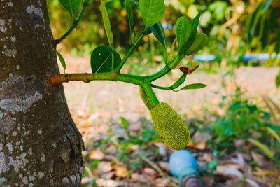 Close-up of fresh green plant