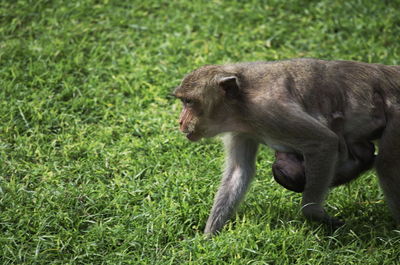 Side view of a monkey on field