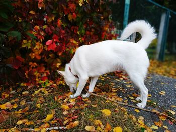 Golden autumn dog