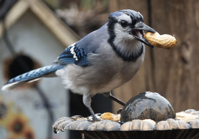 Close-up of bird perching on branch