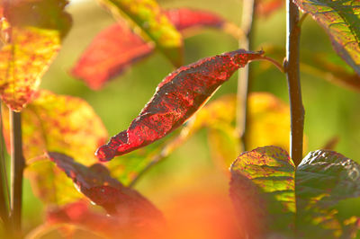 Close-up of red leaves on plant during autumn