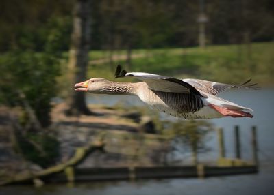 Close-up of bird against blurred background