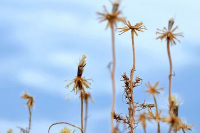 Close-up of plant against blurred background