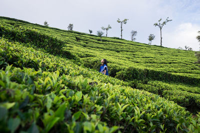 Cheerful youthful attractive ethnic female in blue traditional clothes looking away while standing on tea meadows in haputale in sri lanka