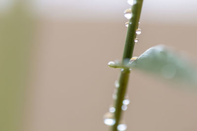 Close-up of water drops on plant