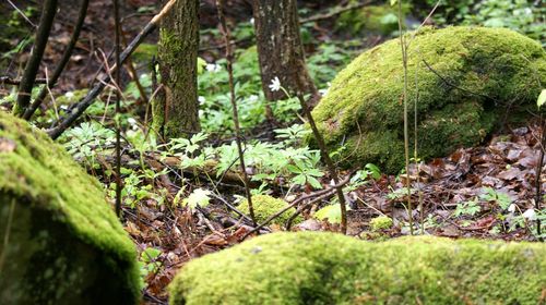 Trees growing in forest