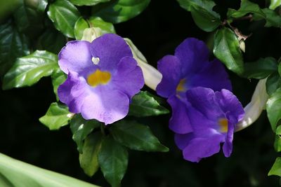 Close-up of purple flowers