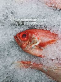 Close-up of fish on ice