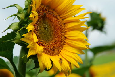 Close-up of sunflower