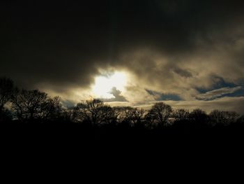 Silhouette of trees at sunset