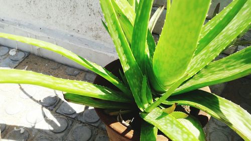 Close-up high angle view of plant