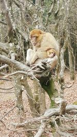 Monkey on tree in forest