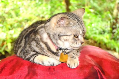 Close-up of a cat looking away