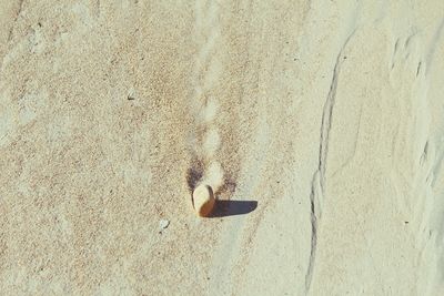 High angle view of horse on sand at beach