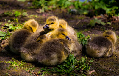 Close-up of ducklings