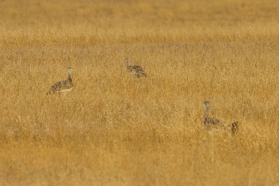 View of birds on field