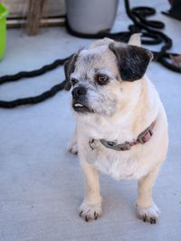 Dog looking away in city