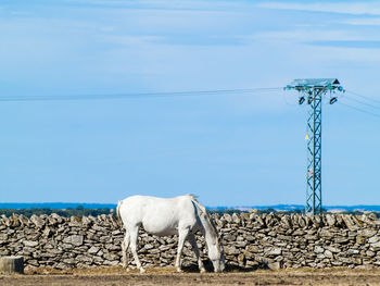 Horse standing on field against sky