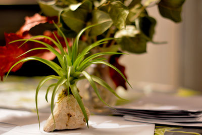 Close-up of flowers on table