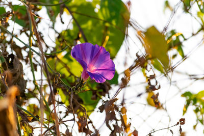 Close-up of purple flowering plants