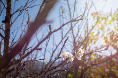 Low angle view of flowers blooming against sky