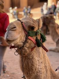 Close-up of camel portrait 