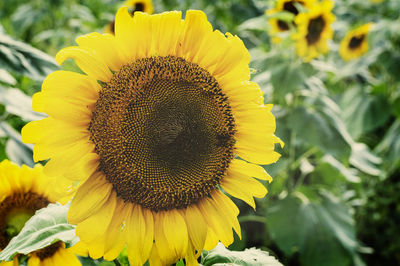 Close-up of sunflower