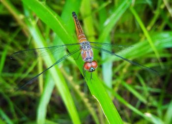 Close-up of insect on grass