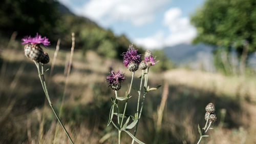 Close-up of thistle blooming on field against sky