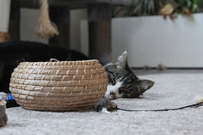 Cat lying in basket