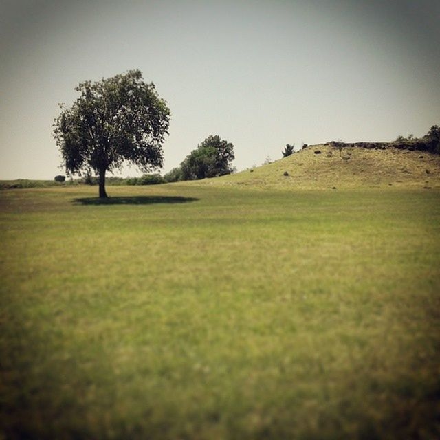 field, grass, clear sky, landscape, tree, tranquility, tranquil scene, grassy, growth, nature, scenics, beauty in nature, copy space, green color, rural scene, solitude, sky, day, remote, non-urban scene