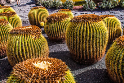 Close-up of succulent plant in garden