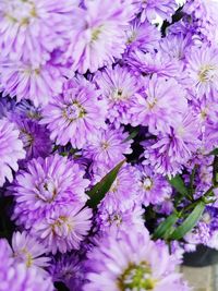 High angle view of purple flowering plants