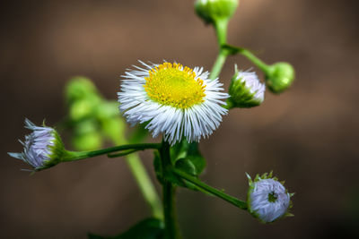 Close-up of white flowering plant