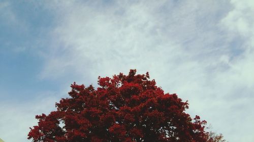 Low angle view of trees against sky