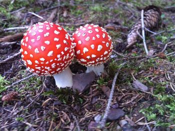 Close-up of mushroom growing on field