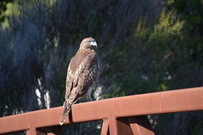 Close-up of owl perching on wood