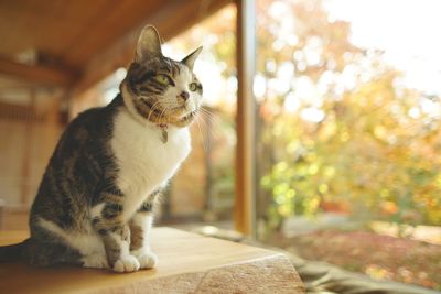 A tabby cat sitting against the background of autumn leaves