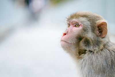 Close-up of monkey