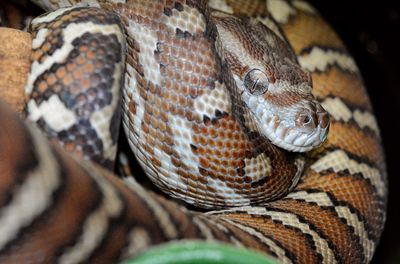 Close-up of snake