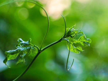Close-up of green leaves