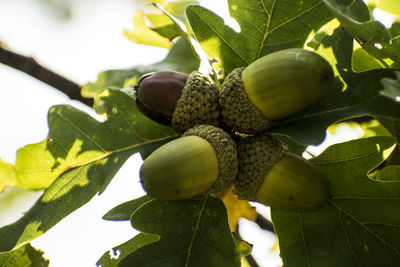 Low angle view of fruits growing on tree