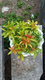 Close-up of potted plant against wall