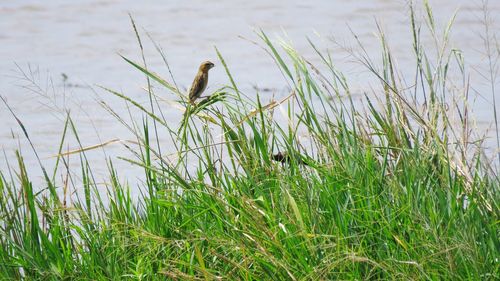 Grass growing in a field