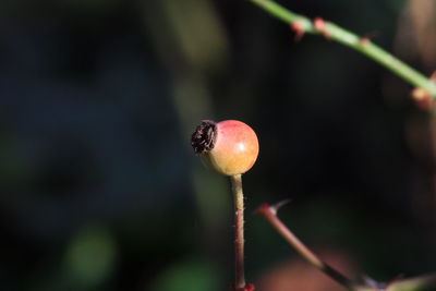 Close-up of bud